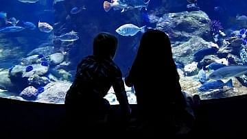 Discover the incredible marine life on the beautiful island of Crete by visiting the local aquariums. Learn more about the many fascinating sea creatures that call this beautiful Mediterranean island home. From sea turtles to the unique Mediterranean monk seal, discover the wonders of the sea in Crete's aquariums. Immerse yourself in the stunning underwater world of the Mediterranean Sea and explore the fascinating array of marine life that inhabit this unique ecosystem. Learn about the history and culture of Crete and the importance of conserving its marine life in this spectacular experience.