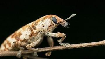 Discover the unique museums of zoology in Gouves Crete and its surrounding areas. Explore the rich local biodiversity of the natural environment of Crete and the sea species of the Eastern Mediterranean Sea. Learn about the fascinating world of dinosaurs with interactive displays and exhibits that will amaze your children. Uncover a world of knowledge and science and immerse yourself in the world of animals and zoology of Crete island. Our guide provides useful information, including driving directions, address and contact details for each museum in Heraklion, Crete, as well as map location, services and operating hours. So, whether you are a local visitor or a tourist, you can find the best time to live a unique experience and visit the museum of your choice.