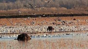 Explore the amazing wildlife refuges and animal parks near Gouves Crete. Discover the perfect place to observe and interact with animals of Cretan nature. Get close to nature and enjoy the beautiful scenery while you observe animals and birds like eagles, migrating birds and wild ducks. Our guide provides useful information on each wildlife watching place and animal shelter for stray animals in Kato Gouves and in surrounding areas, including driving directions and map location. If you are an animal lover, apart from sunbathing on the long sandy beach, you definitely will enjoy your holidays in Gouves of Crete island!